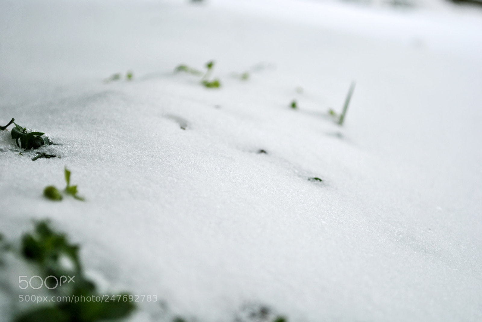 Nikon D3000 sample photo. Season changes photography