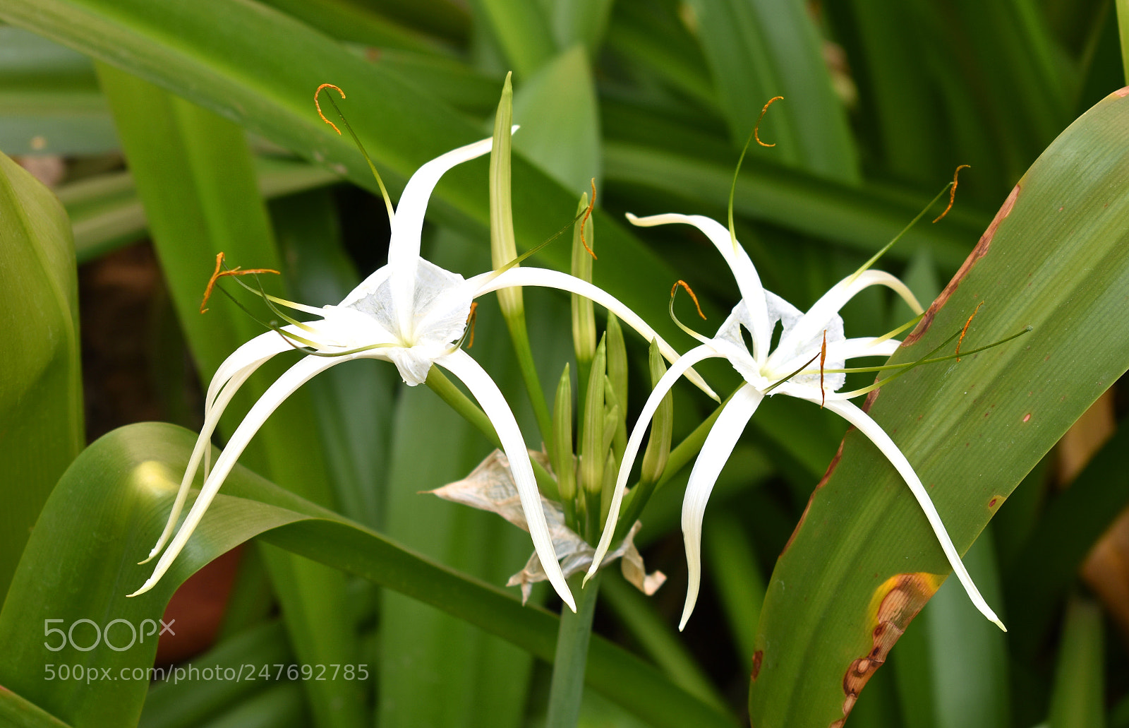 Nikon D3400 sample photo. White beauty photography