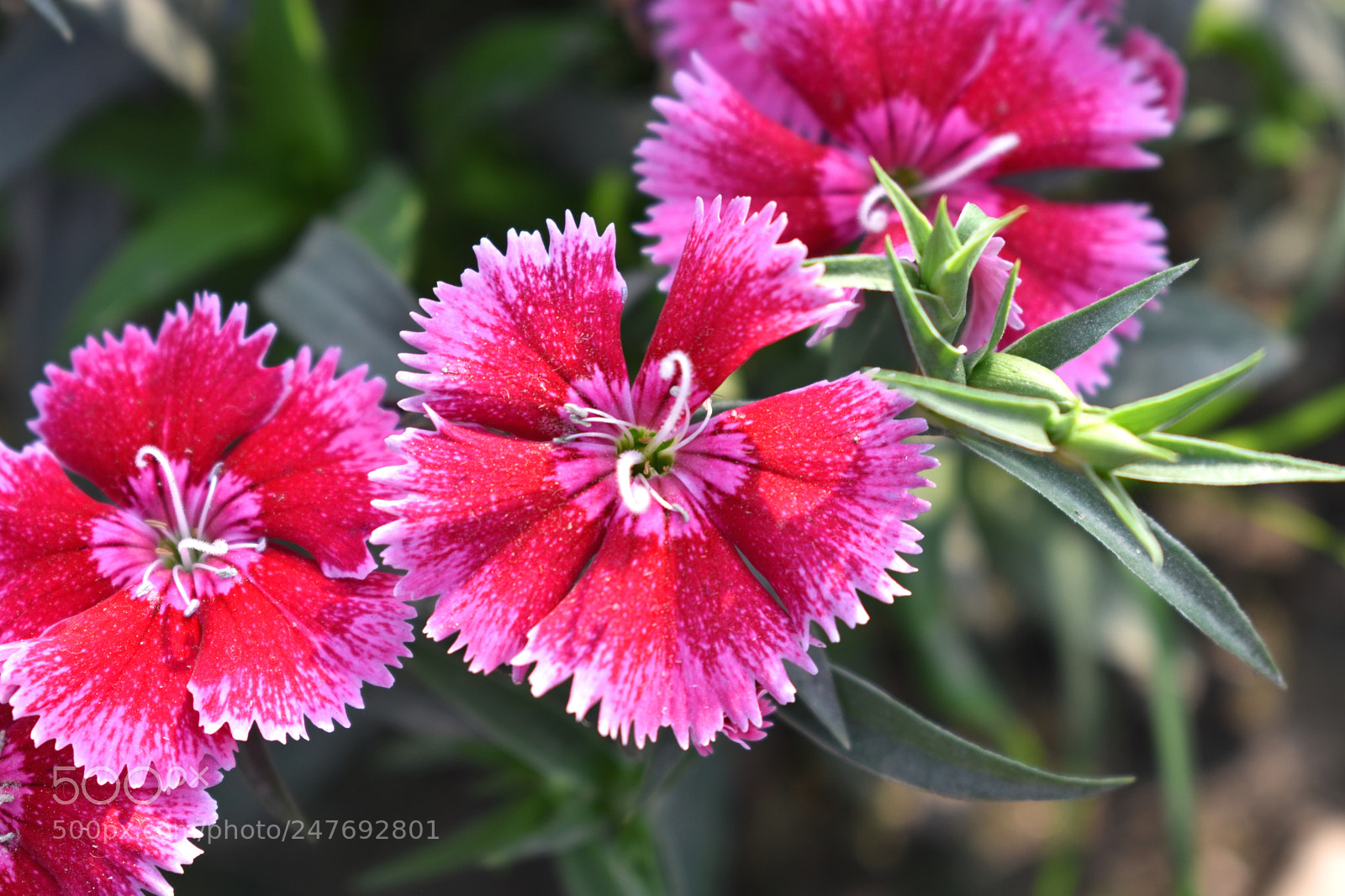 Nikon D3400 sample photo. Pinky photography