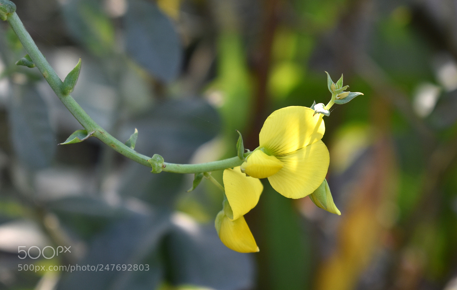 Nikon D3400 sample photo. Young yellow photography