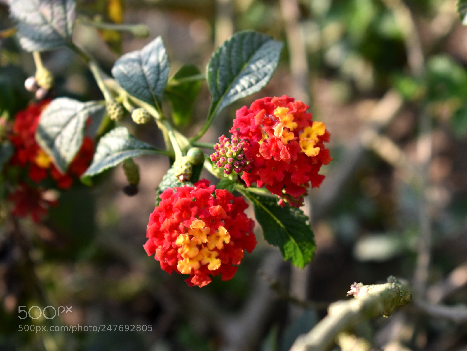 Nikon D3400 sample photo. Twin flower photography