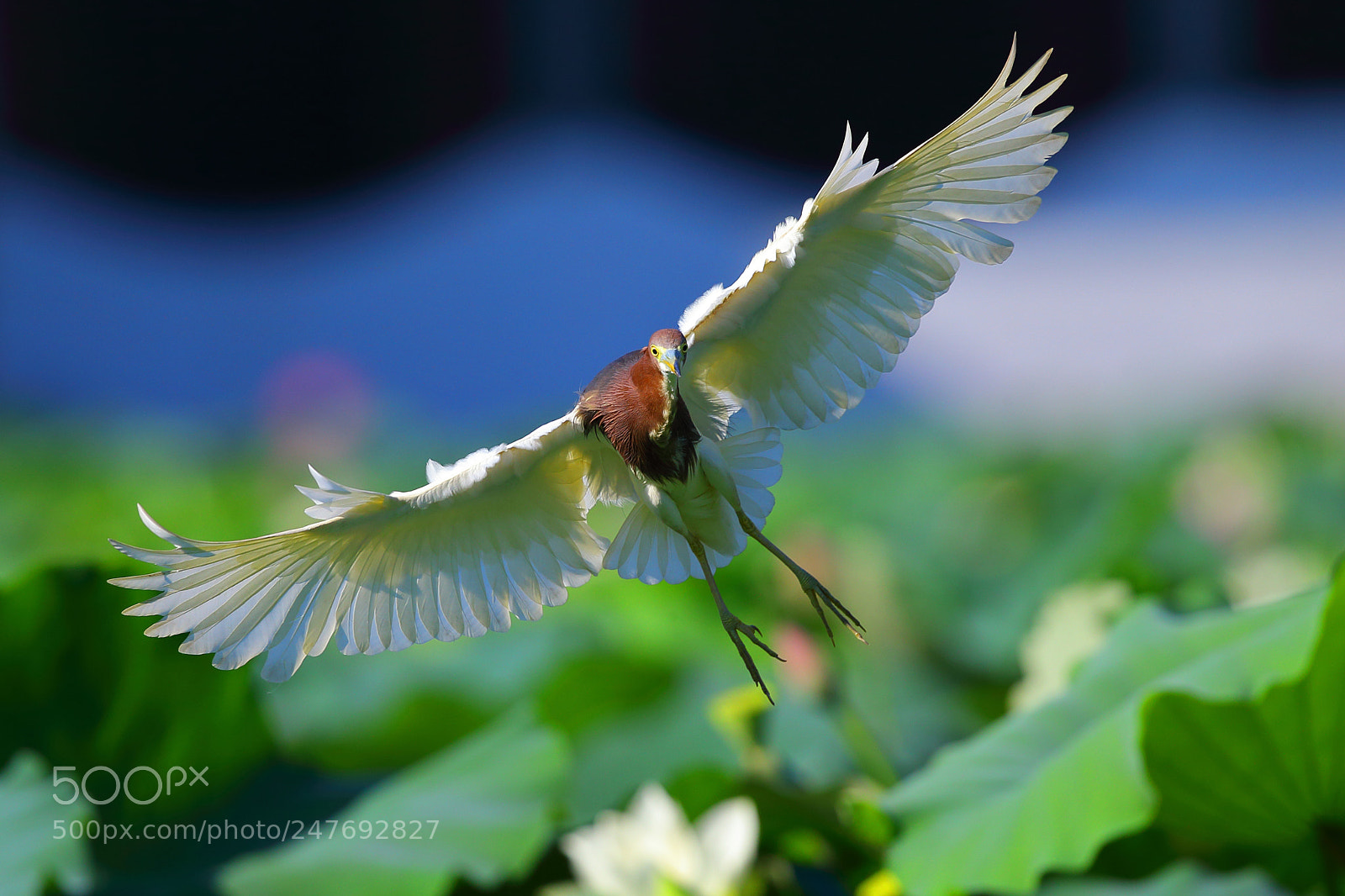 Canon EOS-1D X sample photo. Happy summer photography
