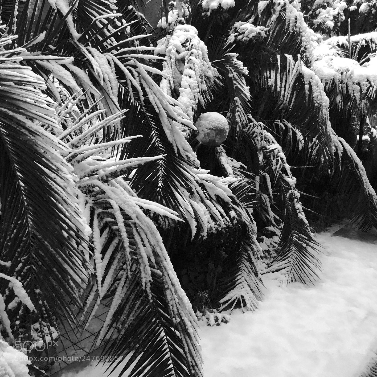 Apple iPhone 8 Plus sample photo. Untitled photography