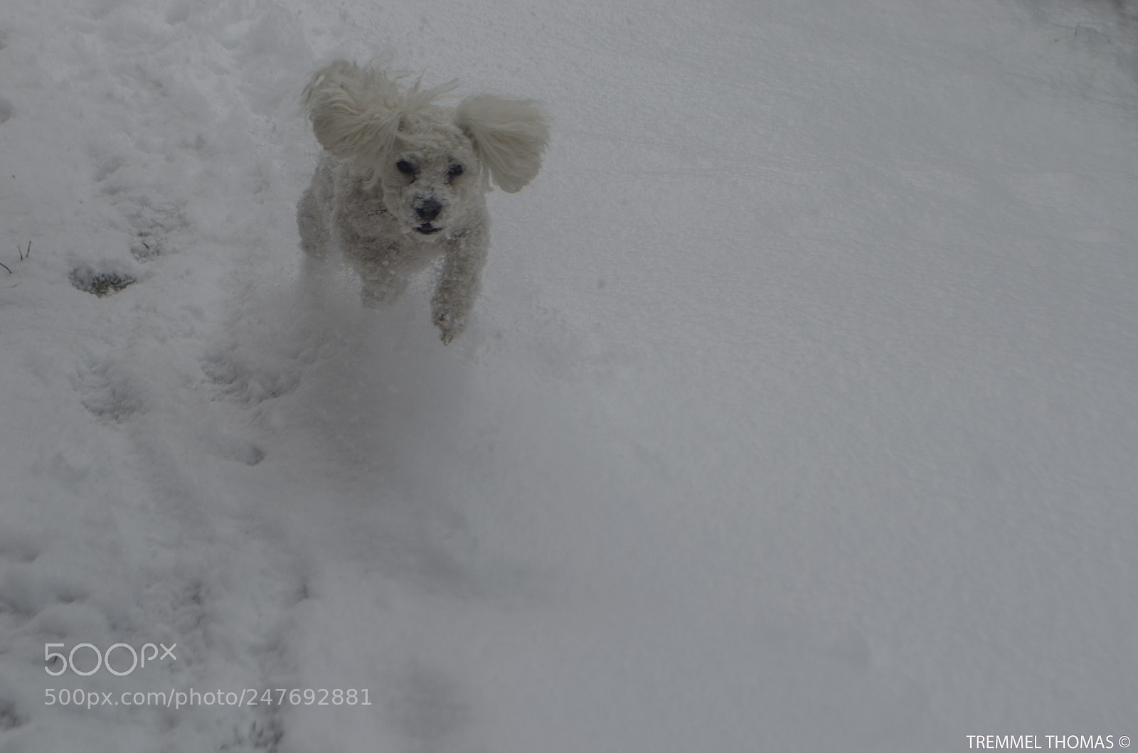 Nikon D5100 sample photo. My dog photography