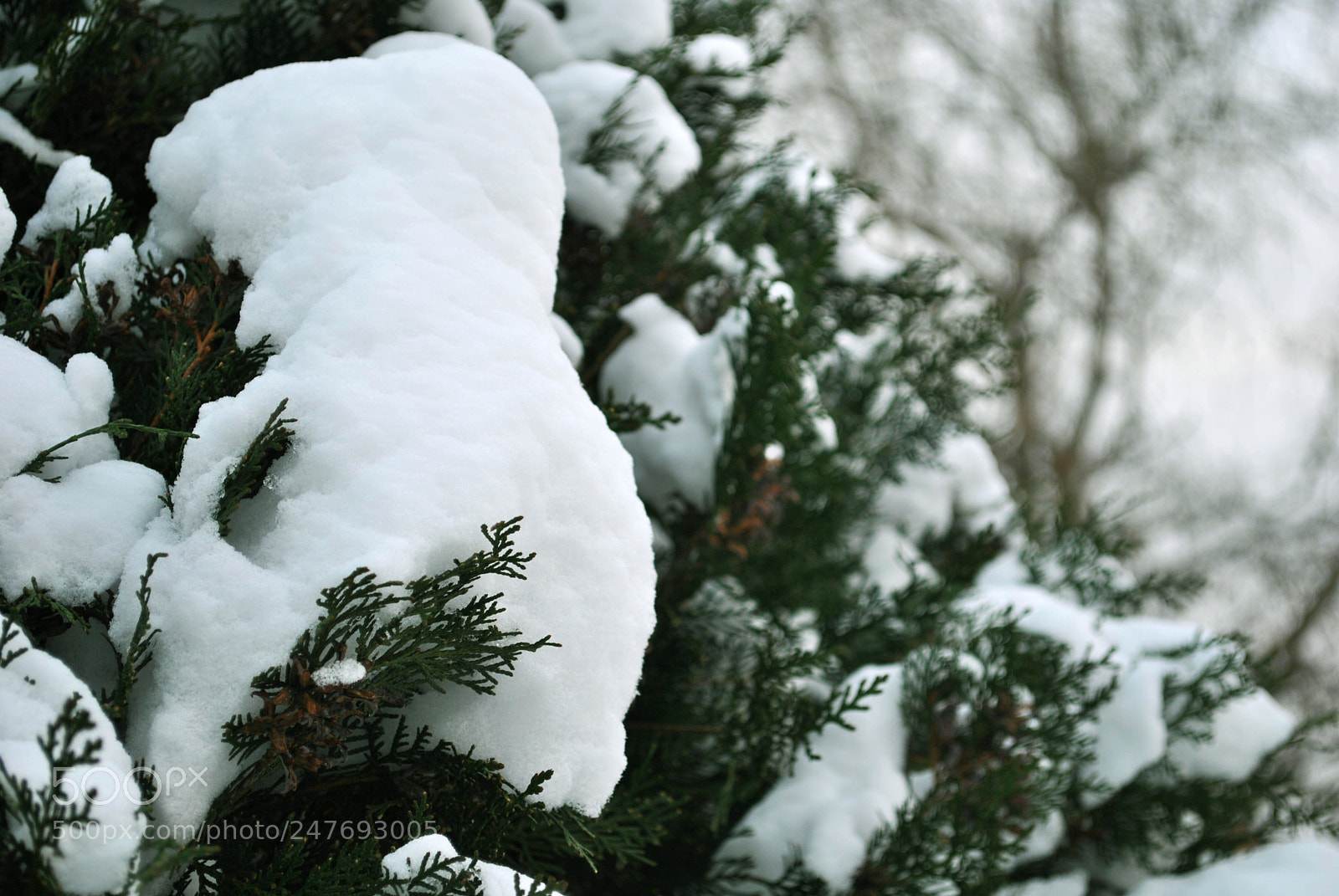 Nikon D3000 sample photo. Season changes photography