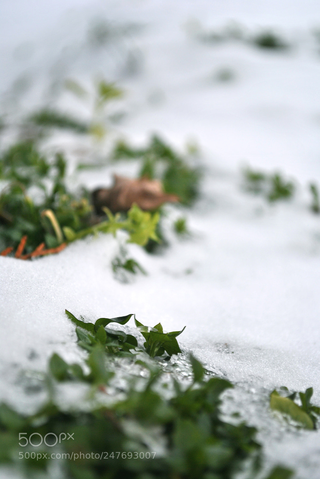 Nikon D3000 sample photo. Season changes photography
