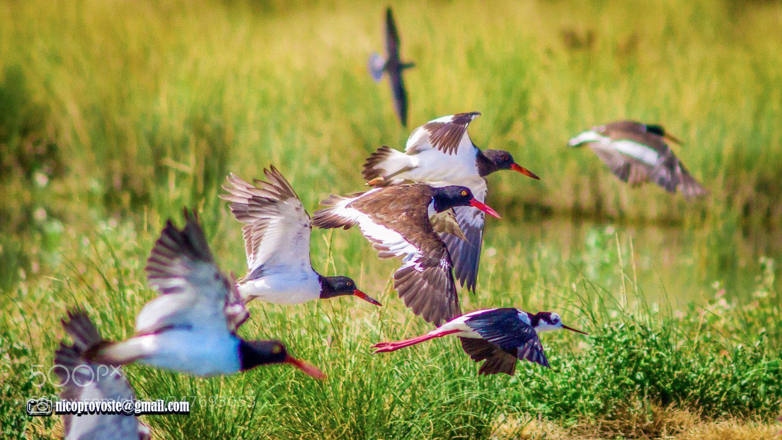 Canon EOS 7D sample photo. Vuelo photography