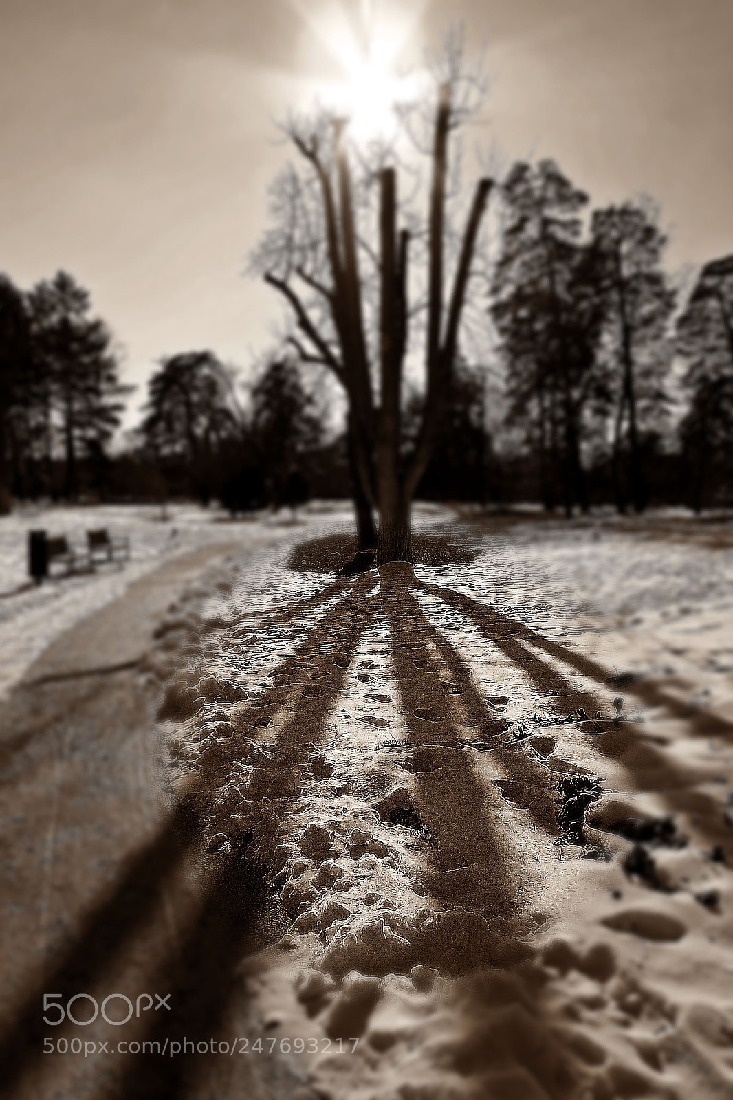 Canon PowerShot SX50 HS sample photo. Shadows photography