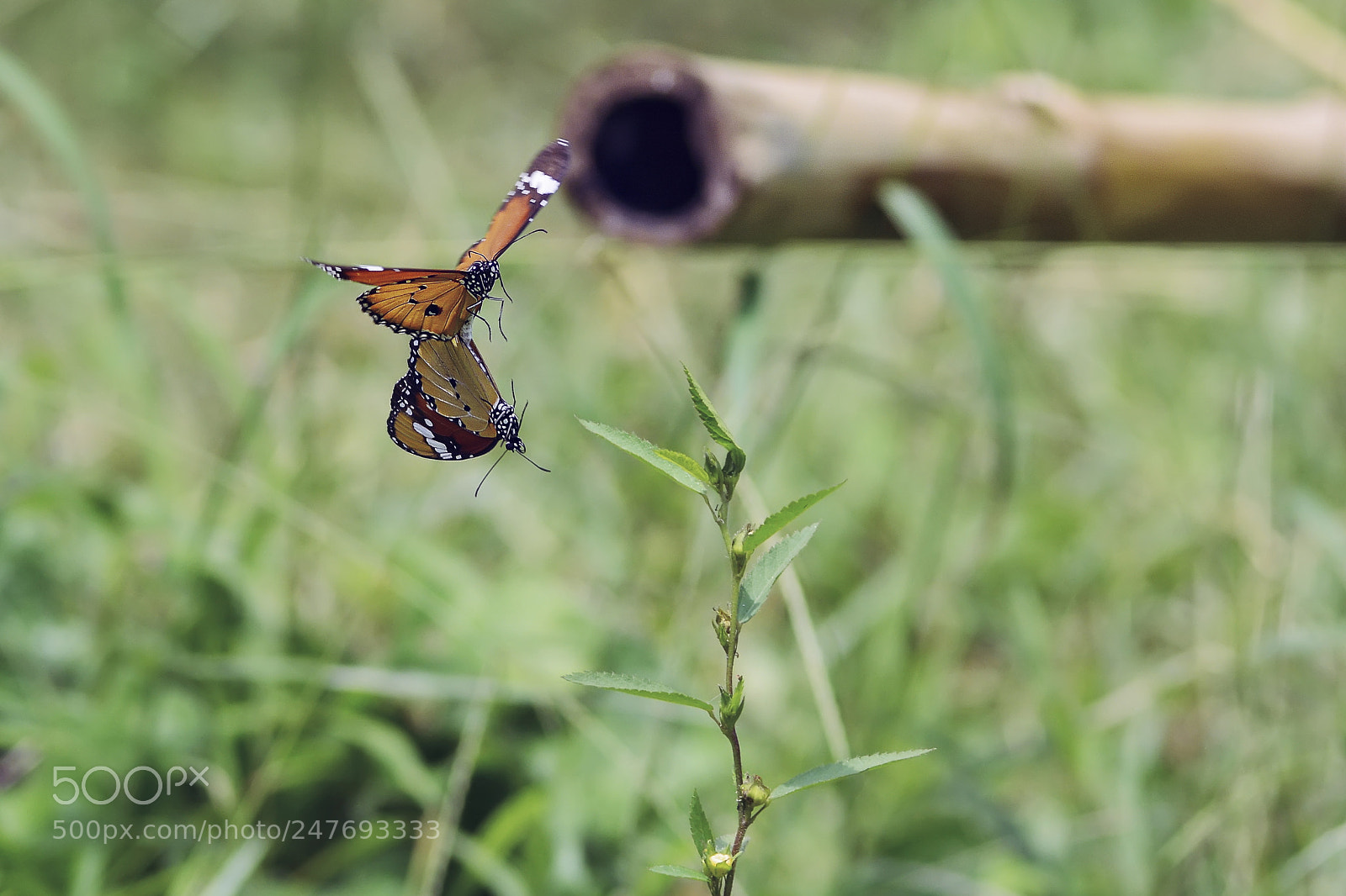 Nikon D7100 sample photo. Let's fly together to photography