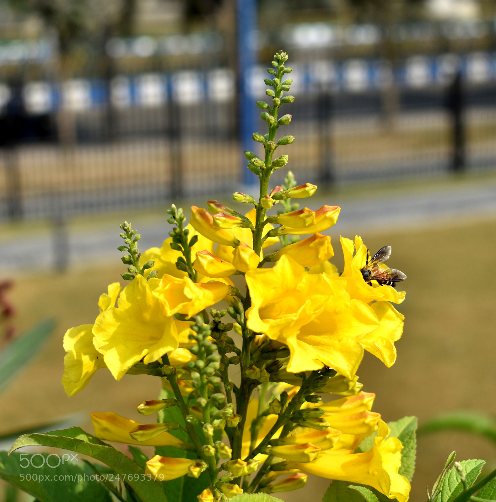 Nikon D3400 sample photo. Bee in search of photography