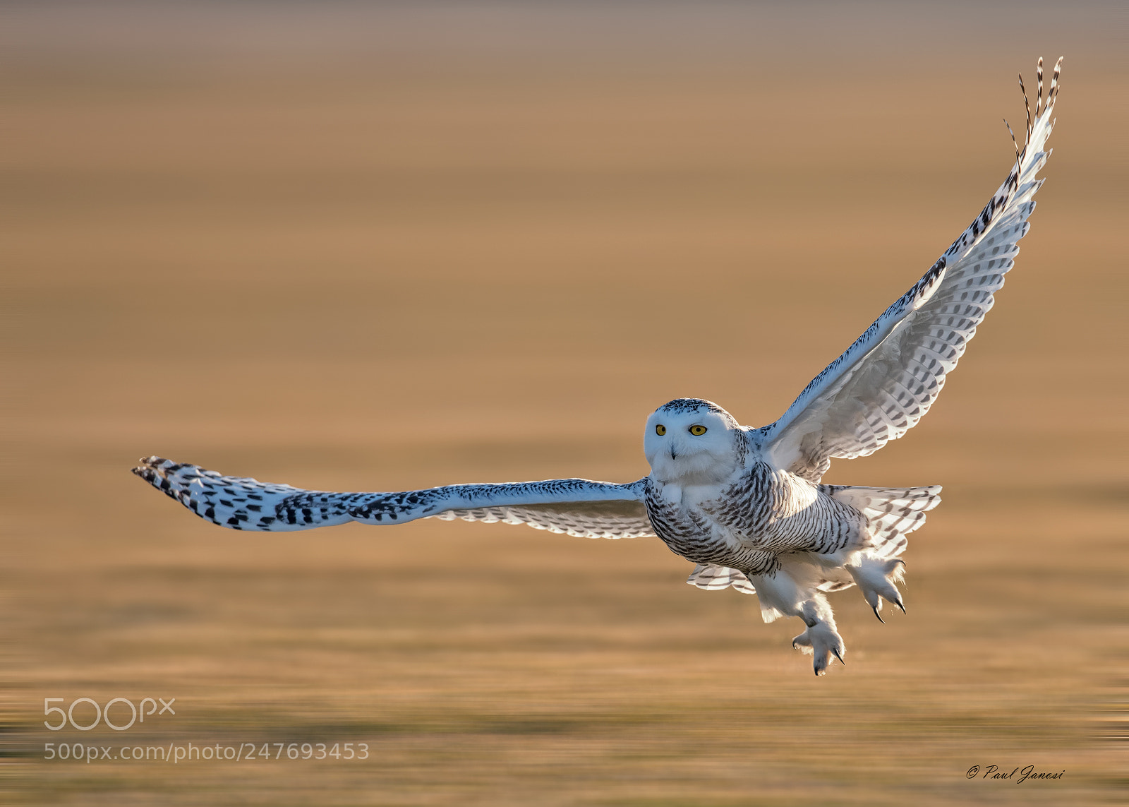 Nikon D850 sample photo. Snowy owl hunting over photography