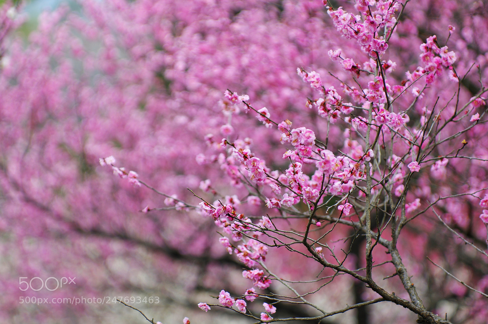 Pentax K-3 II sample photo. Untitled photography