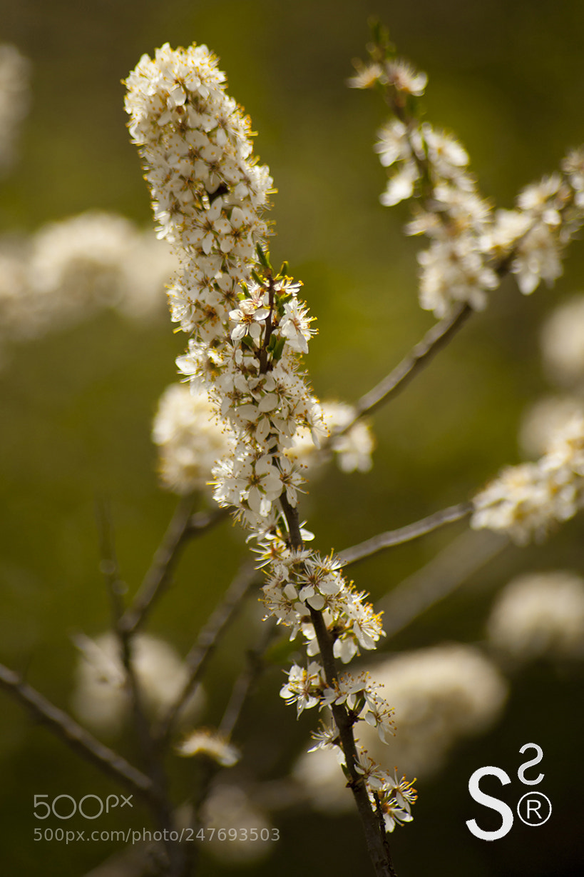Nikon D700 sample photo. Re 1 photography