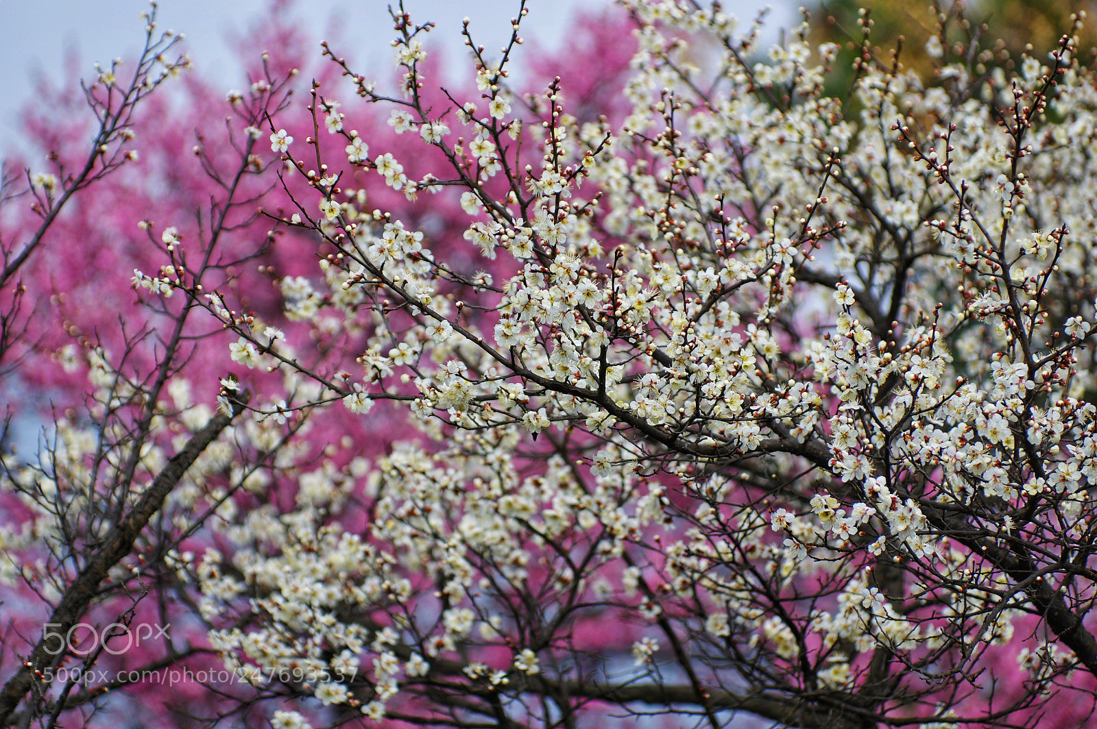 Pentax K-3 II sample photo. Untitled photography