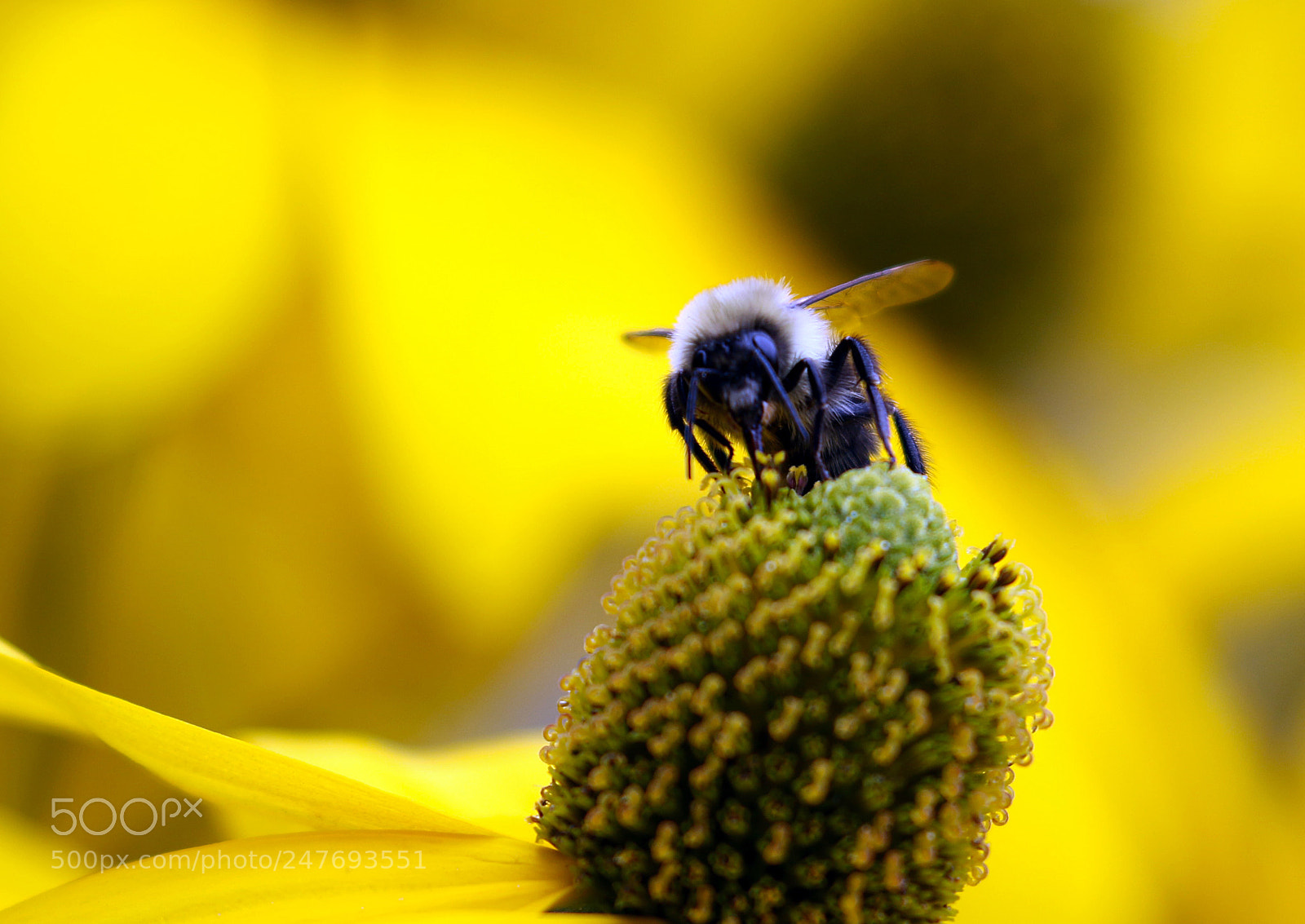 Canon EOS 7D Mark II sample photo. Sweet spot photography