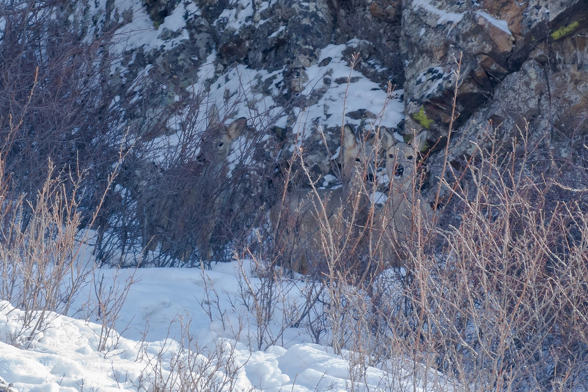 Nikon D7200 sample photo. Deers photography
