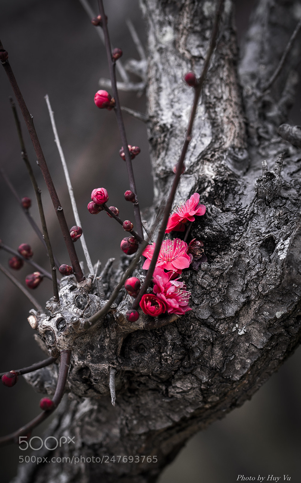 Sony a7 II sample photo. Hoa Đào1 photography
