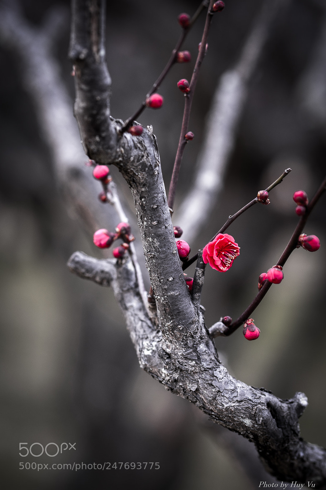Sony a7 II sample photo. Hoa Đào2 photography