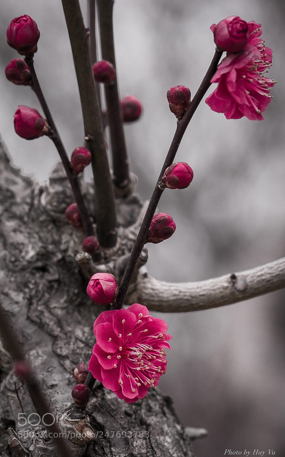 Sony a7 II sample photo. Hoa Đào3 photography