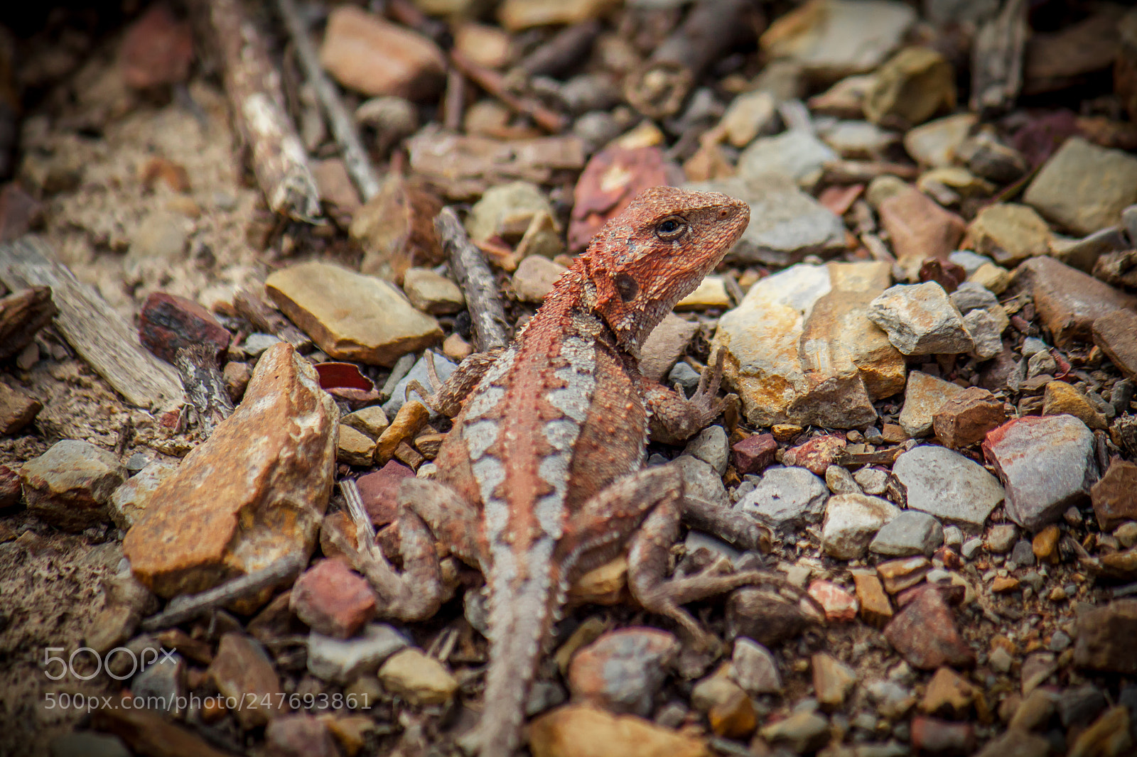 Canon EOS 500D (EOS Rebel T1i / EOS Kiss X3) sample photo. Scowling dragon photography