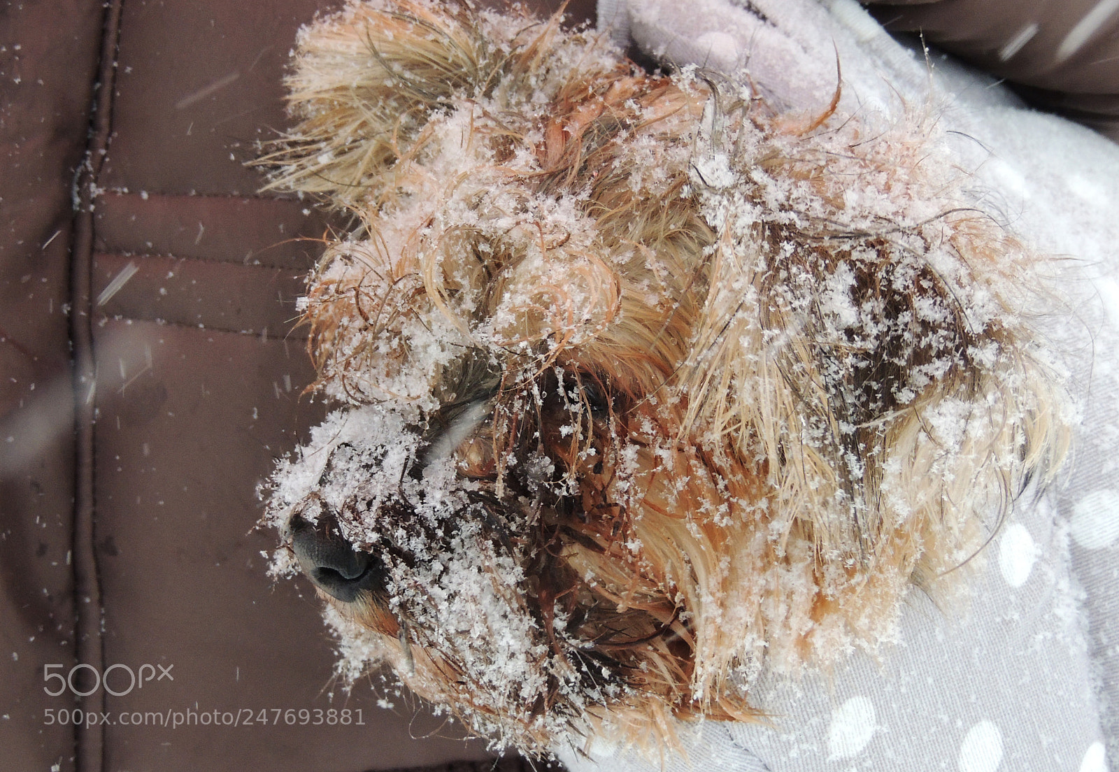 Nikon Coolpix P510 sample photo. Frozen dog photography