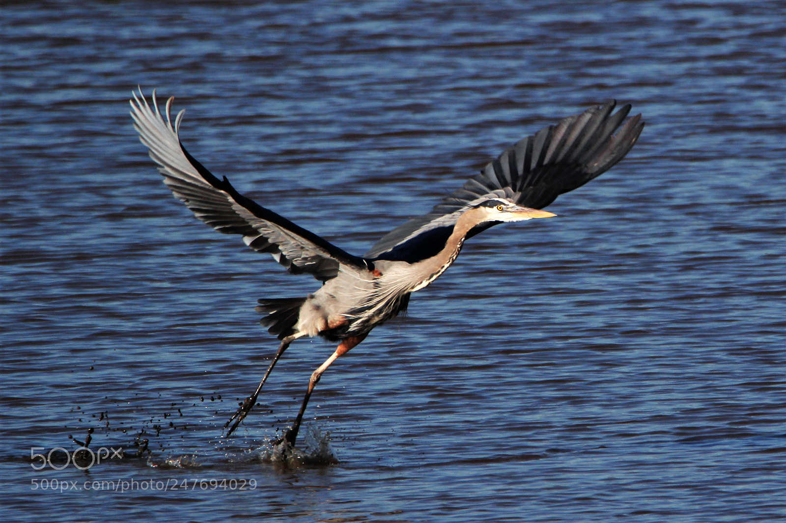 Canon EOS 1200D (EOS Rebel T5 / EOS Kiss X70 / EOS Hi) sample photo. Great blue heron photography