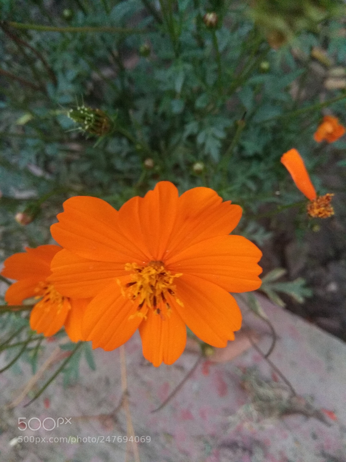 Xiaomi Redmi Note 4 sample photo. Untitled photography