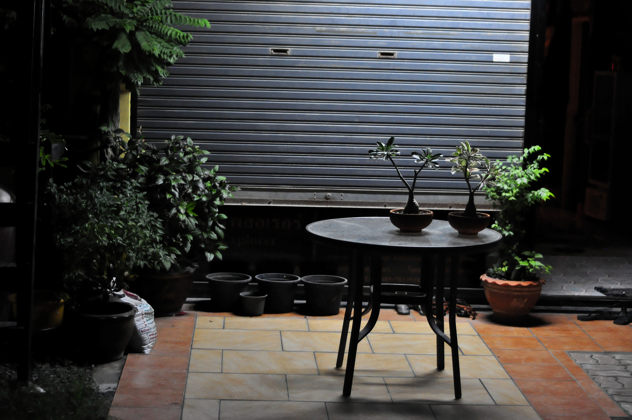 Nikon D90 + Nikon AF Nikkor 50mm F1.8D sample photo. Night bonsai photography