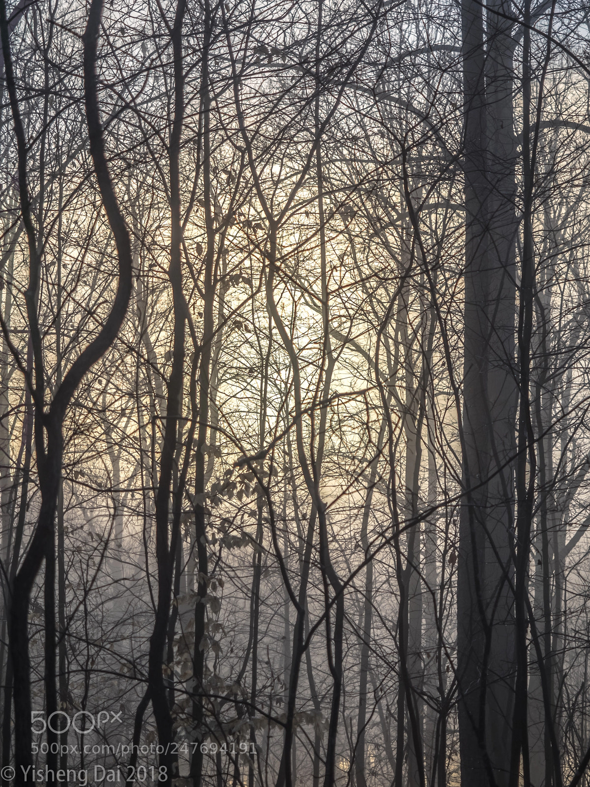 Olympus OM-D E-M1 sample photo. Moody woods photography