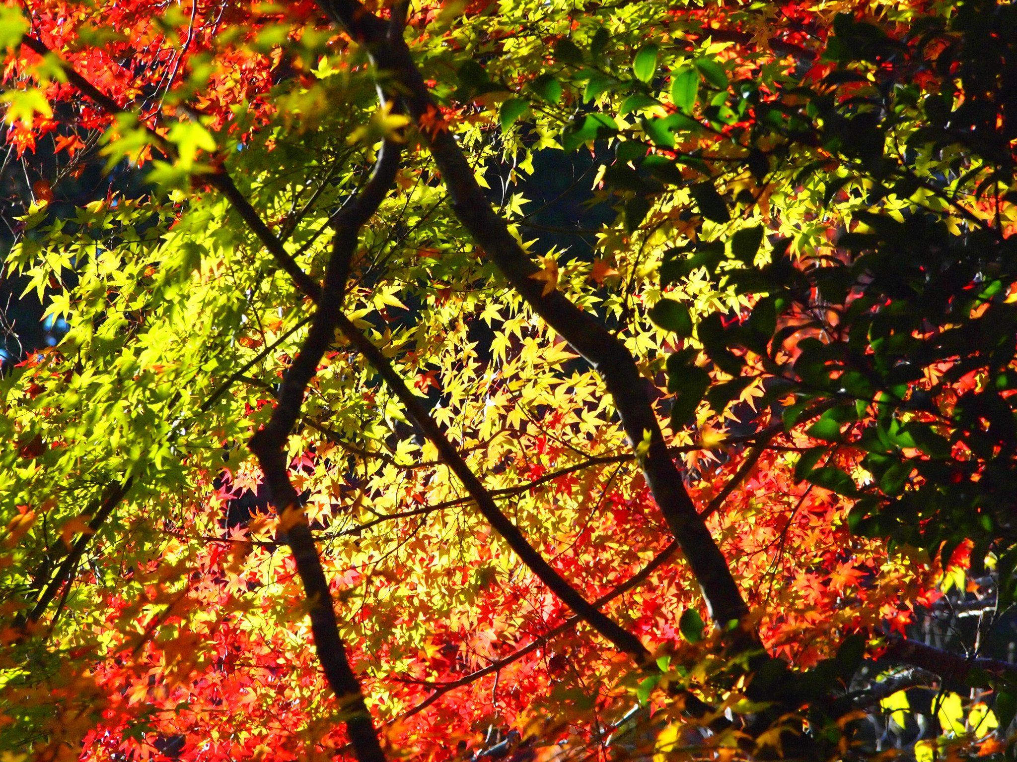 Olympus PEN E-PL2 sample photo. Kyoto, japan photography