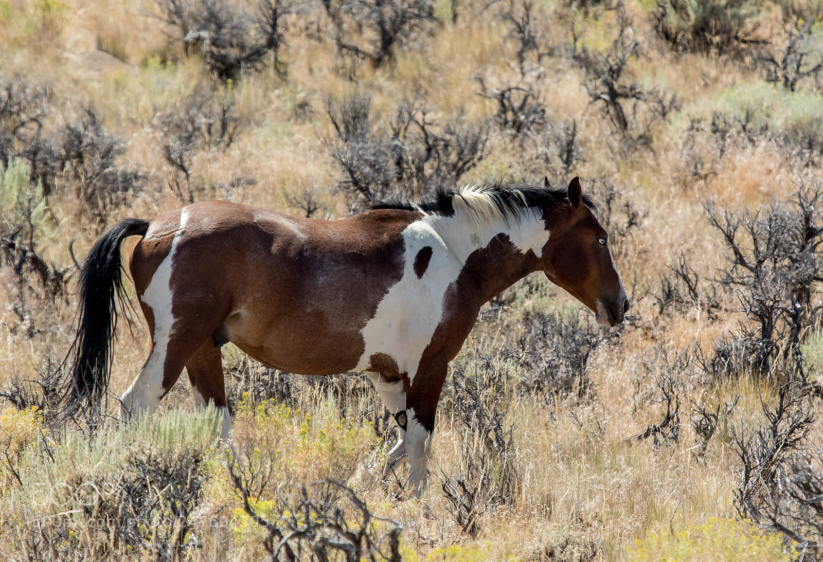 Canon EOS 7D Mark II sample photo. Wild horse photography