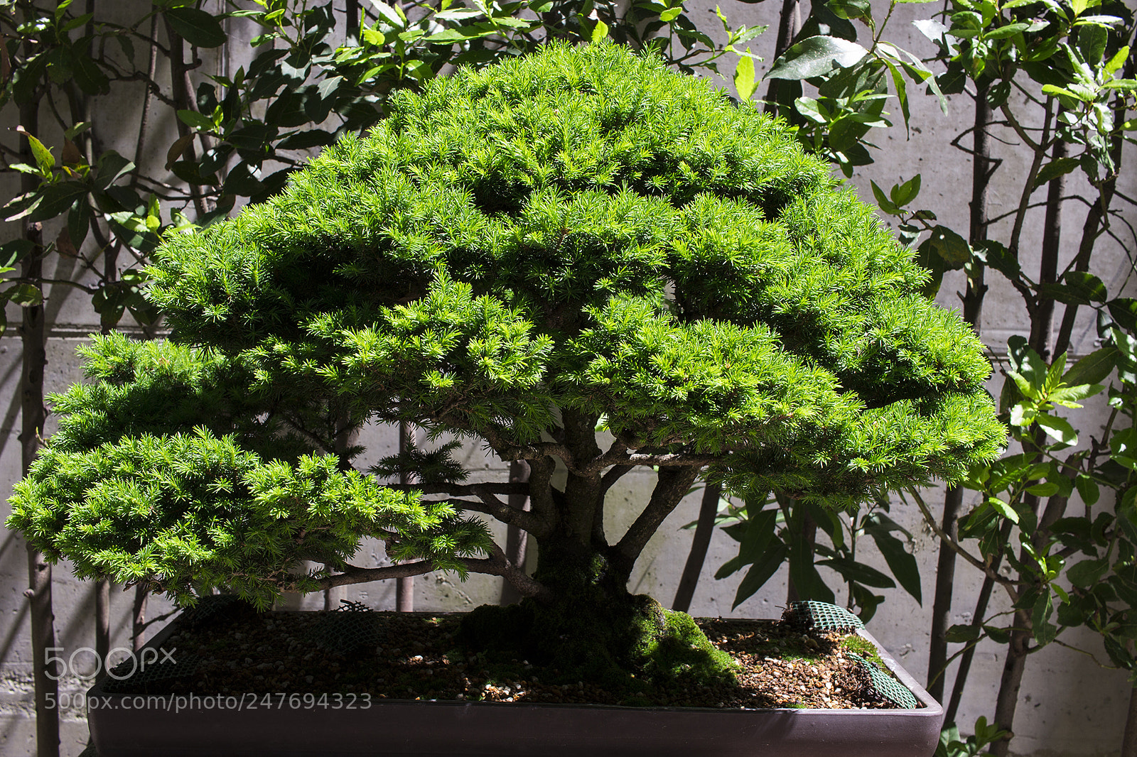 Canon EOS 700D (EOS Rebel T5i / EOS Kiss X7i) sample photo. - photography