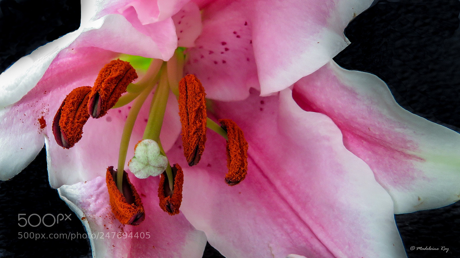 Canon PowerShot SX720 HS sample photo. Vivement le printemps 3 photography