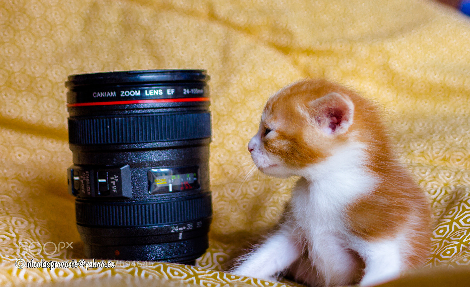 Canon EOS 7D sample photo. Oscar photography