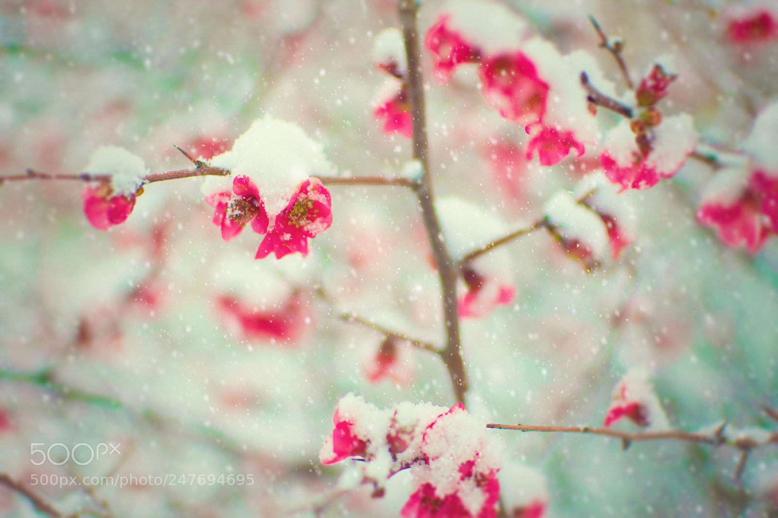 Nikon D7200 sample photo. Beauty under the snow photography
