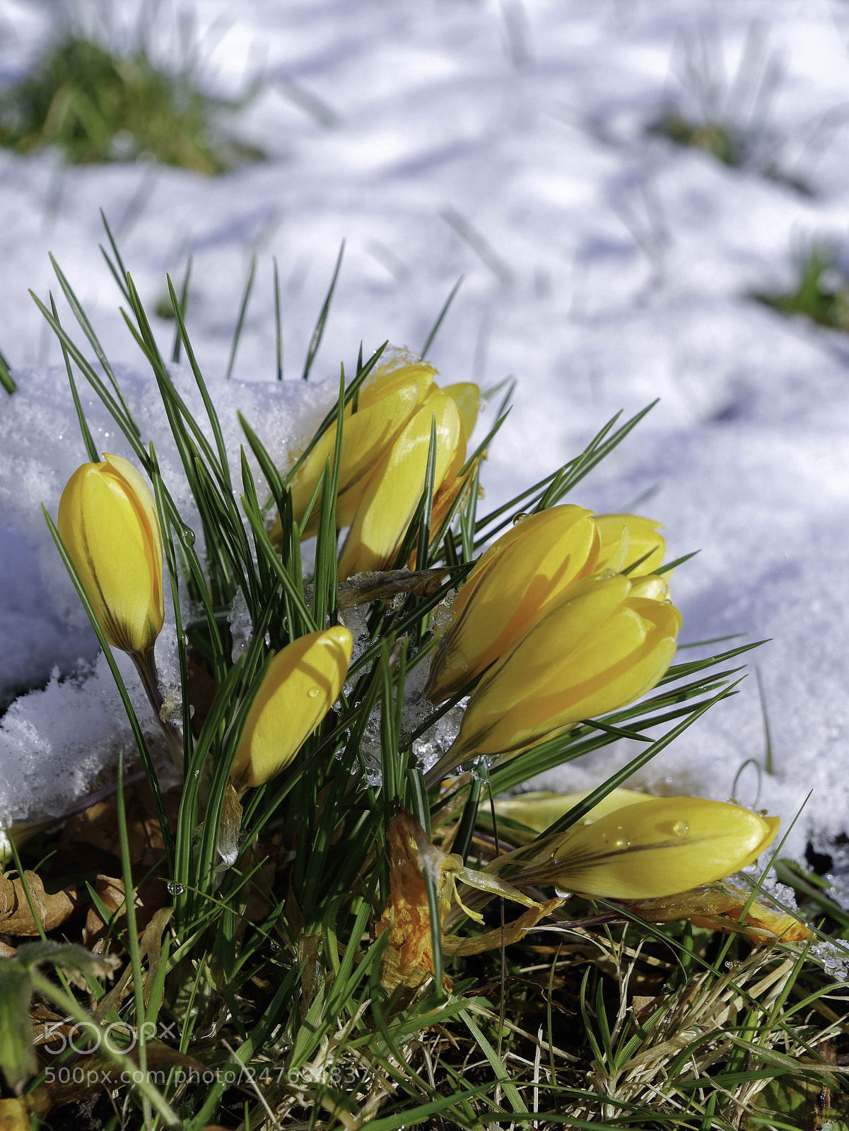 Panasonic Lumix DMC-GX8 sample photo. Crocuses flowering in the photography