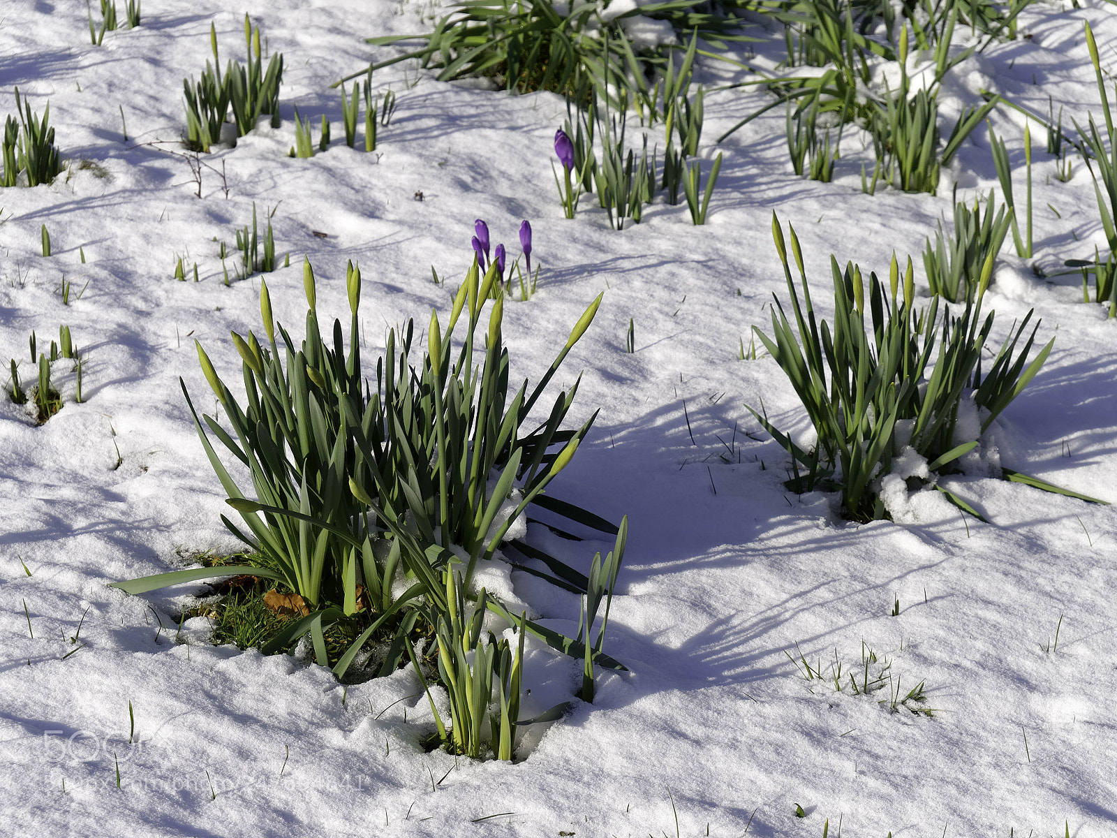 Panasonic Lumix DMC-GX8 sample photo. Daffodils in bud and photography