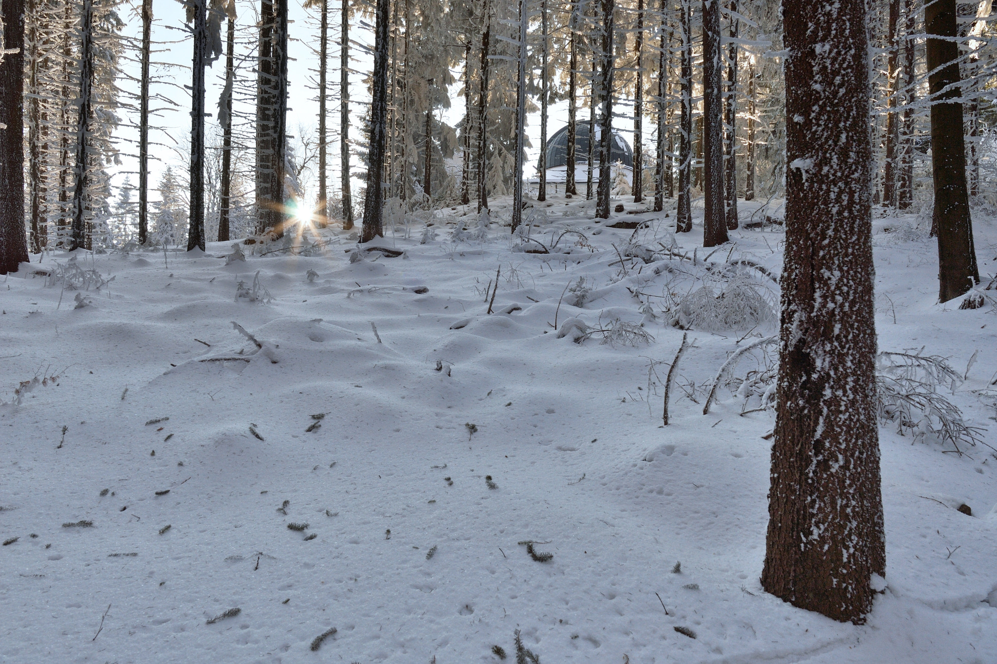 Samyang 16mm F2 ED AS UMC CS sample photo. In the forest ii. photography