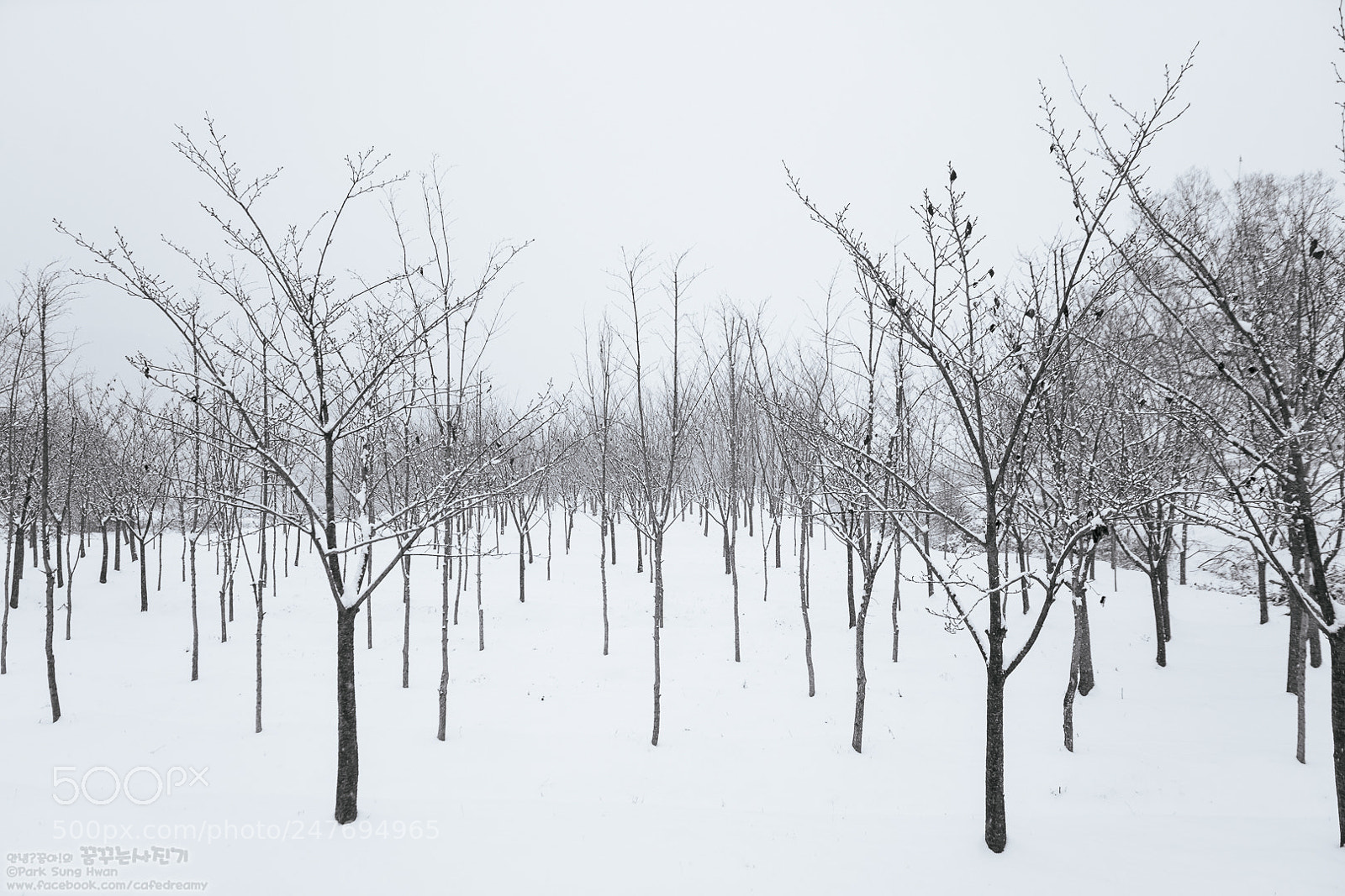 Sony a7R II sample photo. Winter tree photography