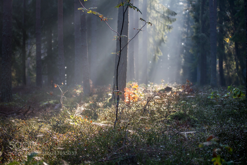 Canon EOS 7D sample photo. Beautiful morning photography