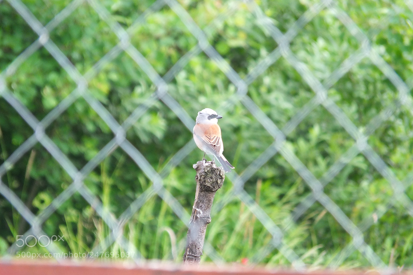 Fujifilm X-S1 sample photo. Rusi svra ak, red-backed photography