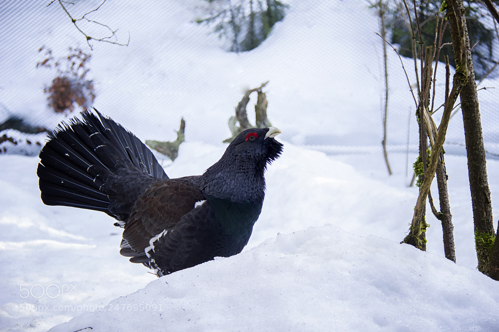 Canon EOS 550D (EOS Rebel T2i / EOS Kiss X4) sample photo. Western capercaillie photography