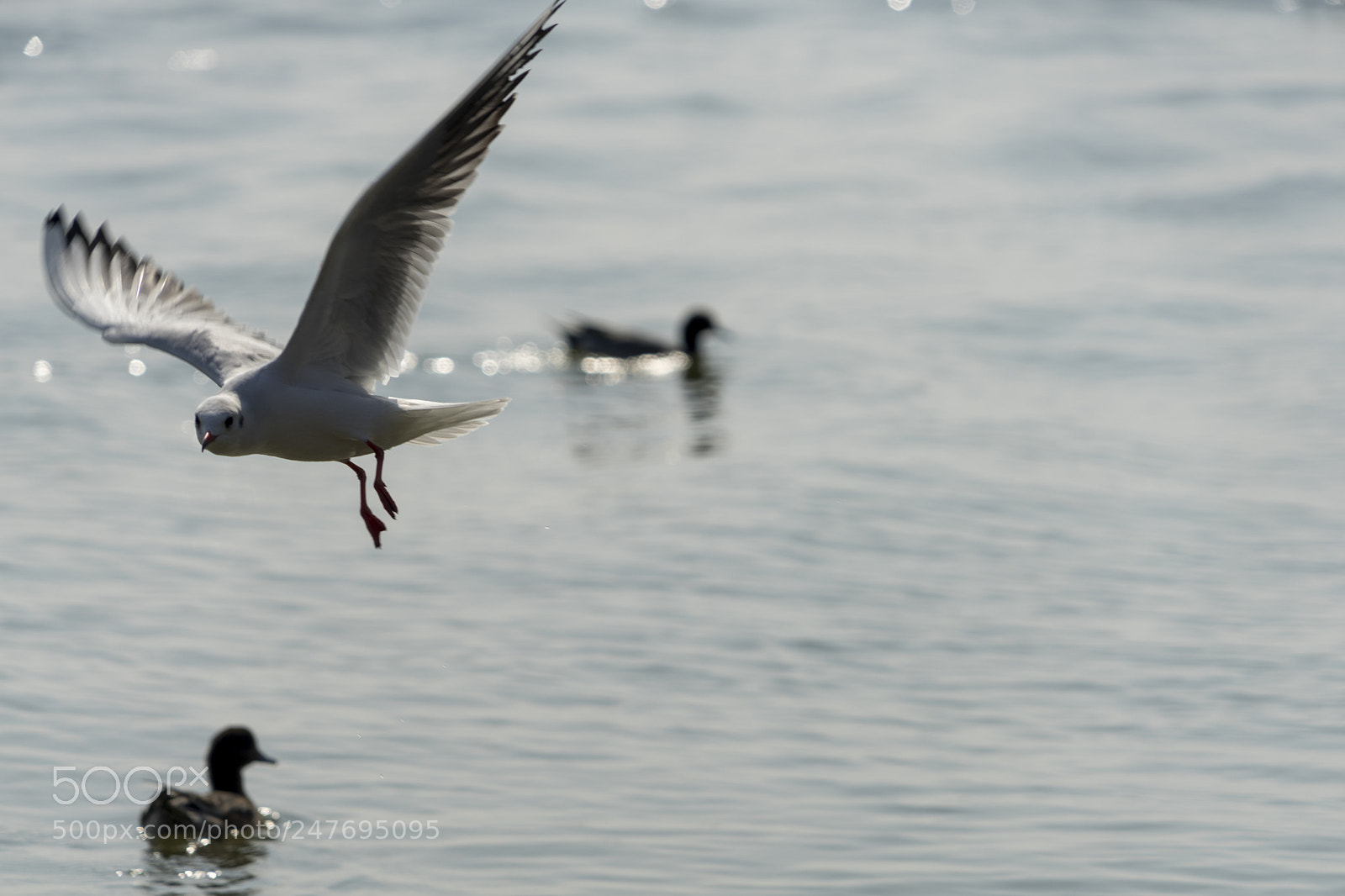 Sony a7 sample photo. Untitled photography
