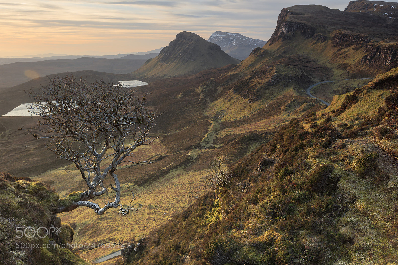 Canon EOS 5DS R sample photo. Rowan tree on skye photography