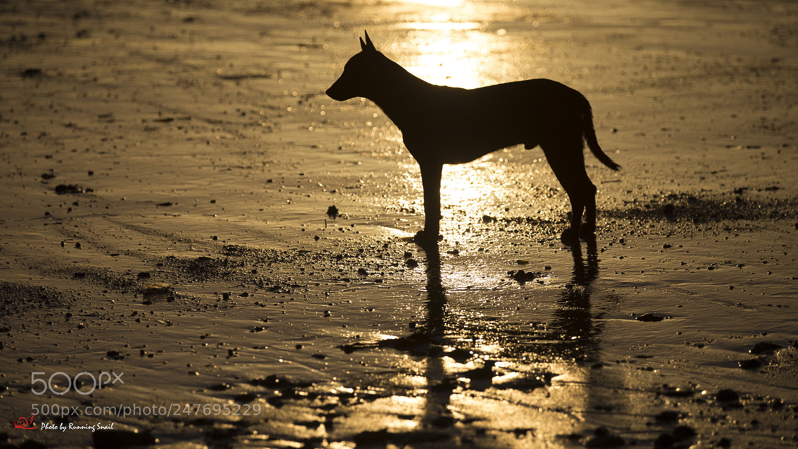 Canon EOS-1D X sample photo. Sunlight  photography