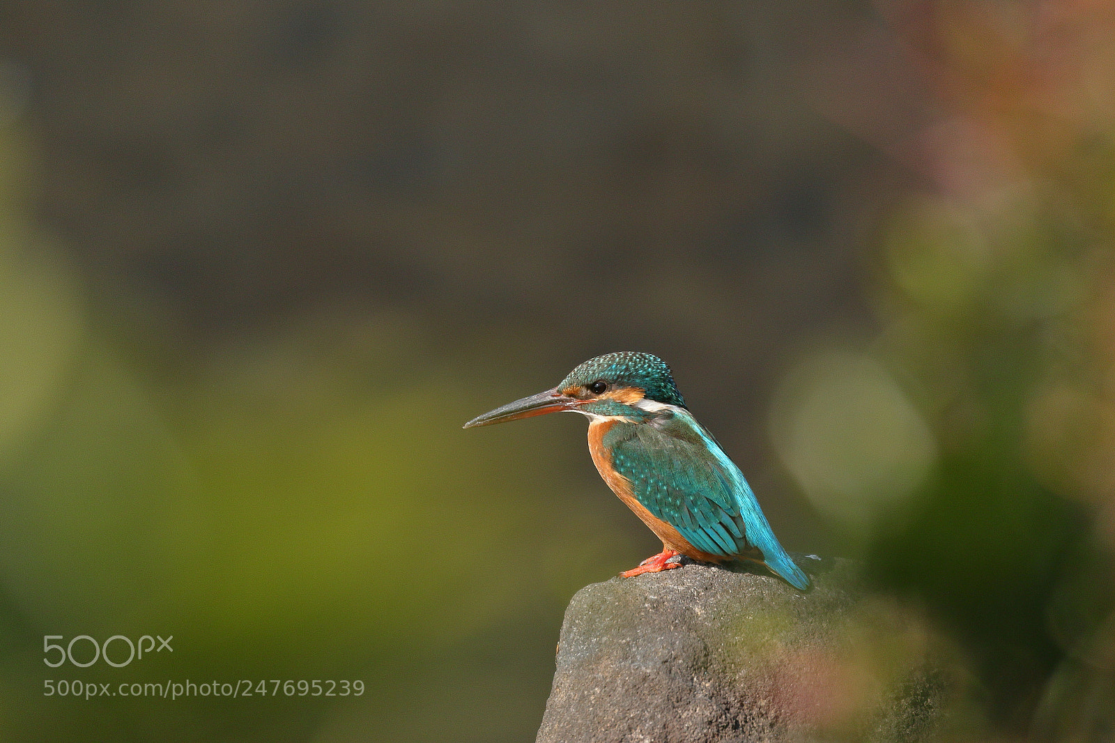 Canon EOS 7D Mark II sample photo. Kingfisher in bokeh 6080 photography
