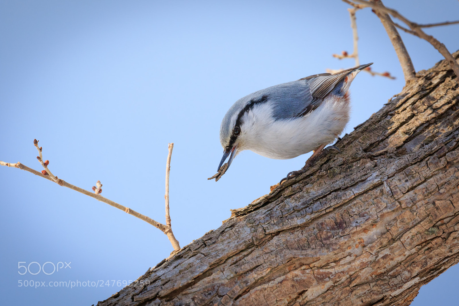 Canon EOS 7D Mark II sample photo. Wood nuthatch photography