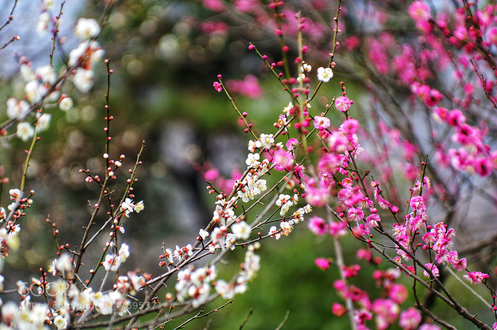 Pentax K-3 II sample photo. Untitled photography