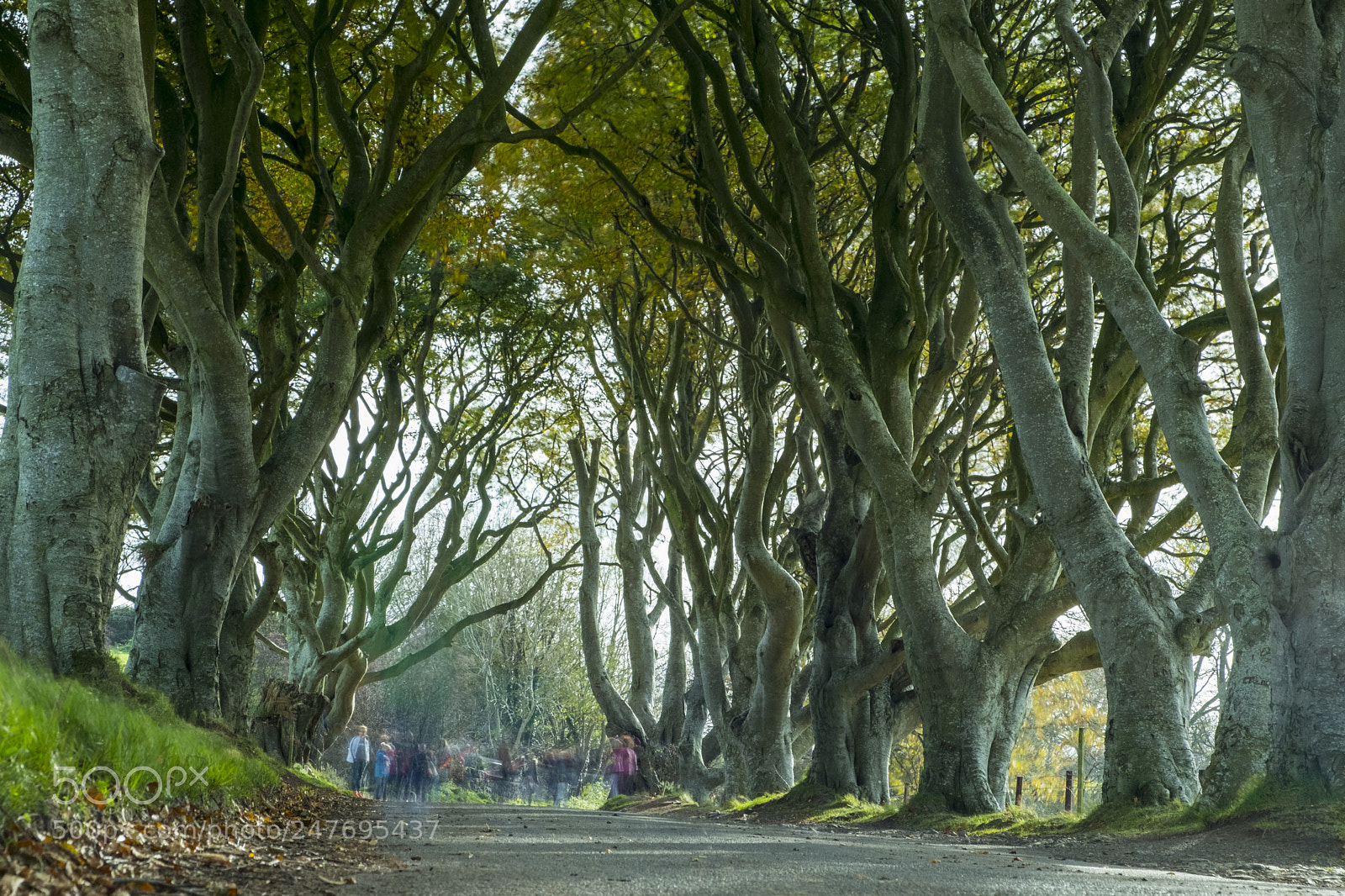 Fujifilm X-T20 sample photo. The dark hedges photography