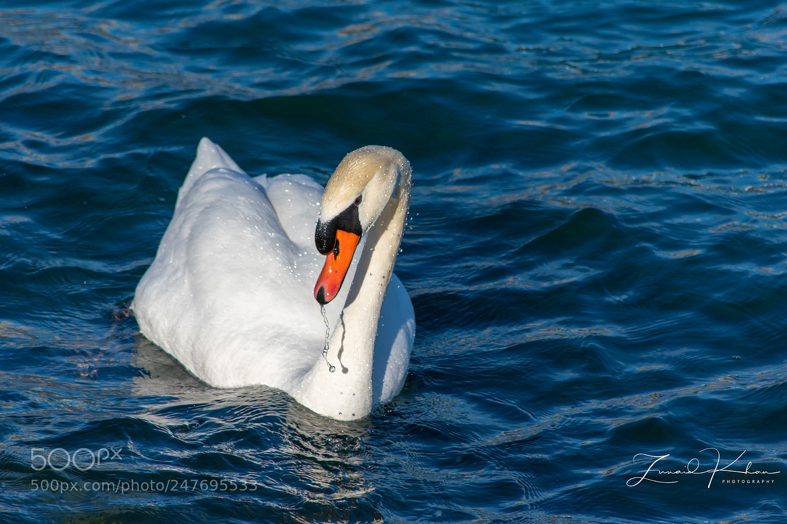 Nikon D3400 sample photo. Swan photography